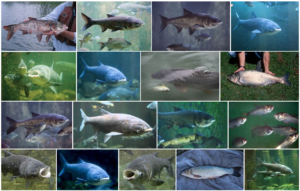 invasive species animals in water