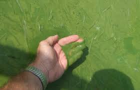 Toxic algae cocktail brews in Lake Erie